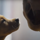 Image for article titled The Most Iconic Super Bowl Commercials Of All Time